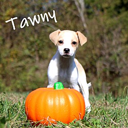 Thumbnail photo of Tawny~adopted! #1