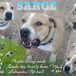 Photo of SARGE
