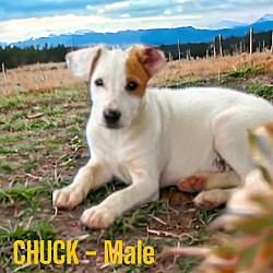 Photo of Chuck