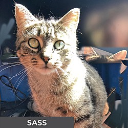 Thumbnail photo of Sass #3