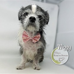 Thumbnail photo of Wiggy #2