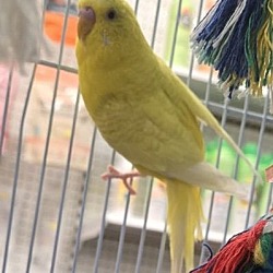 Photo of Parakeet 'Duke'