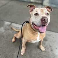 adopt a pet