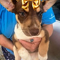 adopt a pet