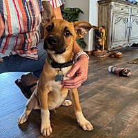 adopt a pet