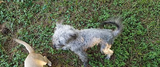 Houston, TX - Miniature Schnauzer/Italian Greyhound. Meet MYA a Pet for ...