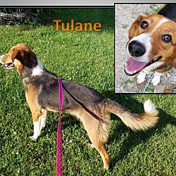 Thumbnail photo of TULANE #1