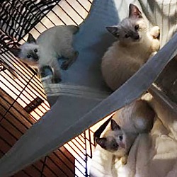 Thumbnail photo of Siamese Kittens #2