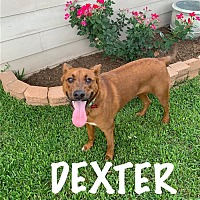 Photo of DEXTER