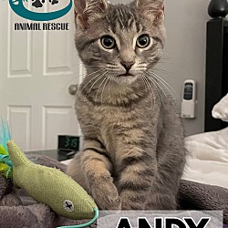 Thumbnail photo of Andy - Inquisitive #1