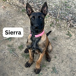 Thumbnail photo of Sierra #3