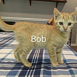 Thumbnail photo of Bob #4