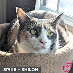 Thumbnail photo of Shiloh (bonded with Spike) #3