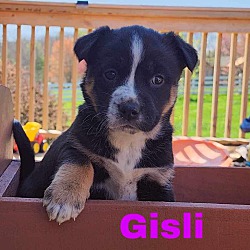Photo of Gisli - available 5/17
