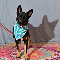 adopt a pet