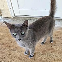 adopt-pet