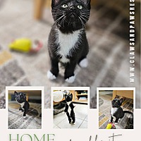 adopt a pet
