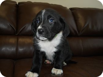 Morden Mb Basset Hound Meet Cassie A Pet For Adoption