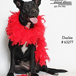 Thumbnail photo of Duckie  (Foster) #1