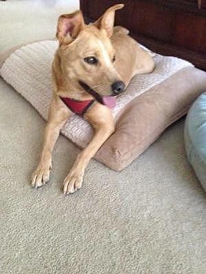 Charlotte Nc Shiba Inu Meet Maggie A Pet For Adoption