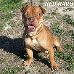 Thumbnail photo of Red Baron #1