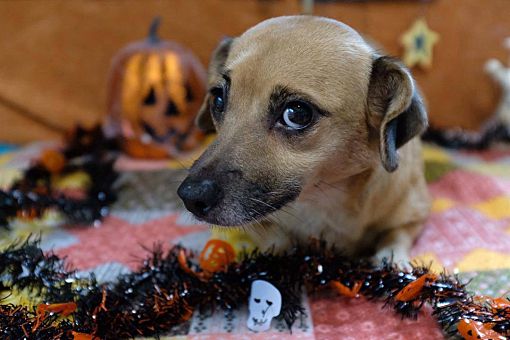 Pittsburgh, PA Chihuahua. Meet Asteria a Pet for Adoption.