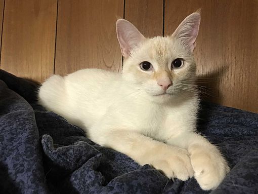 Burlington On Siamese Meet Danny A Pet For Adoption