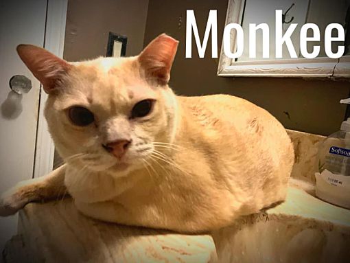 Cleveland Oh Domestic Shorthair Meet Monkee A Pet For Adoption