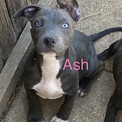 Photo of Ash