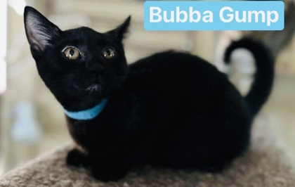 Thumbnail photo of Bubba #3