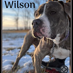 Thumbnail photo of Wilson-ADOPTION FEE PAID #3