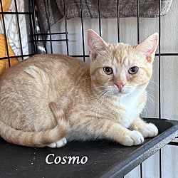 Thumbnail photo of CLEO (adopt w/Cosmo) #4
