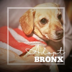 Thumbnail photo of Bronx #4