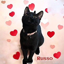 Thumbnail photo of Russo #3