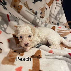 Thumbnail photo of Peach #3