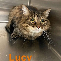 Thumbnail photo of Lucy #1