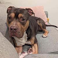 adopt a pet