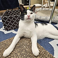 adopt a pet