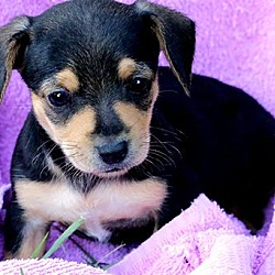 Thumbnail photo of TINKERBELL(TINY DOXLE PUP!) #2