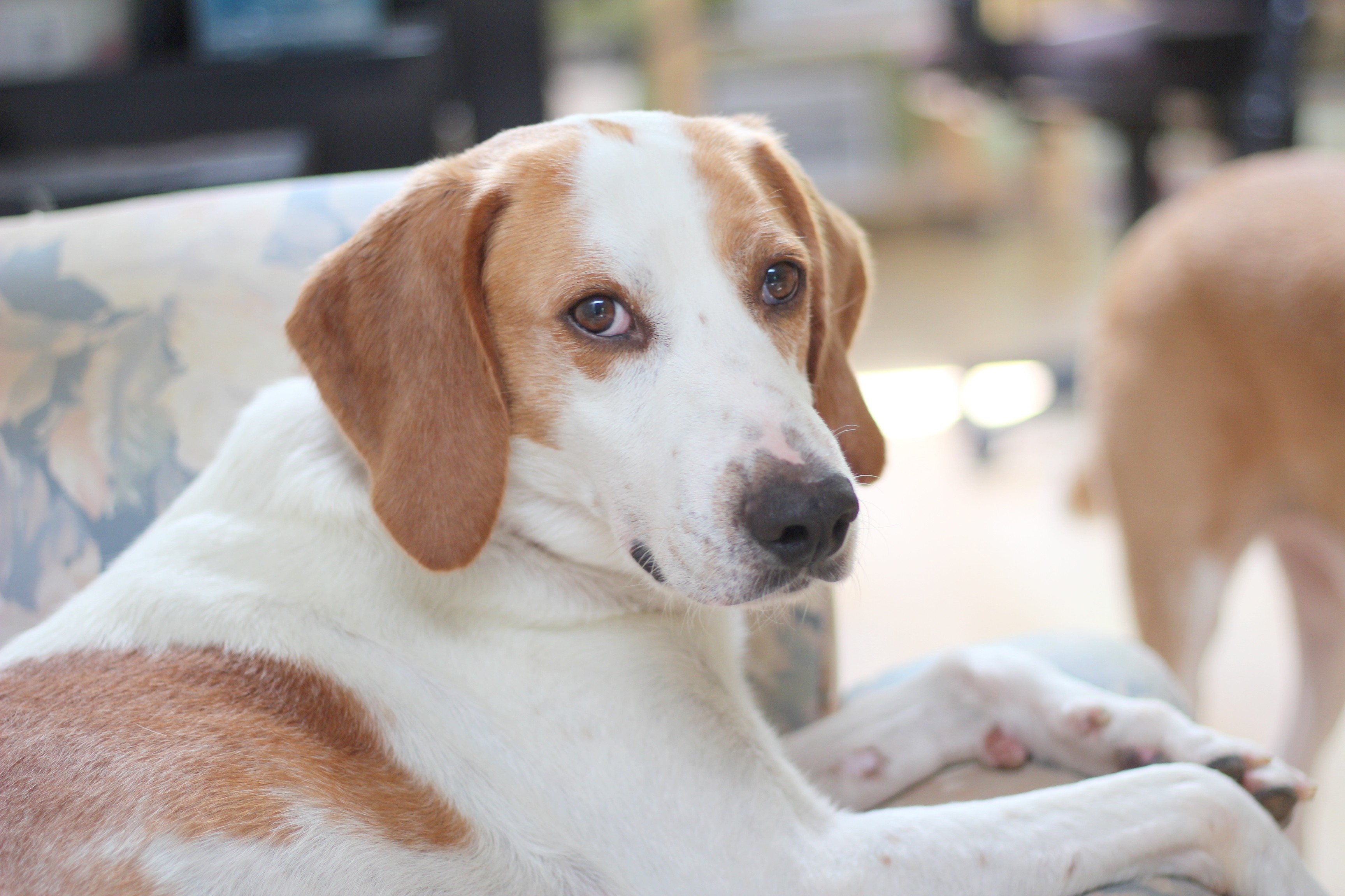 lemon and white walker hound