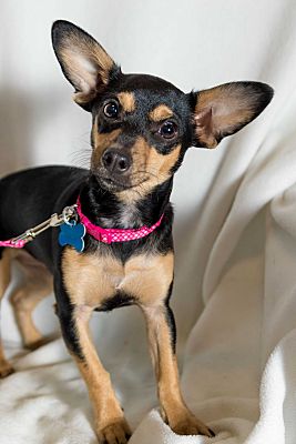 Minneapolis Mn Chihuahua Meet Bobbie A Pet For Adoption