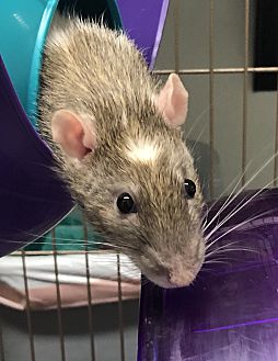 Tucson, AZ - Rat. Meet Robert a Pet for Adoption.