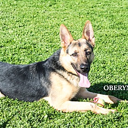 Thumbnail photo of Oberyn von Oberau #2