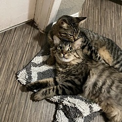 Photo of Momo and Susu