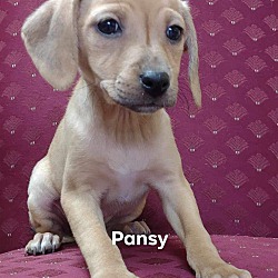 Thumbnail photo of Pansy #1