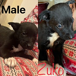 Thumbnail photo of Zuko #2