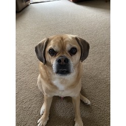 Puggles best sale for adoption