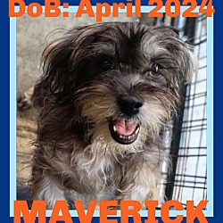 Thumbnail photo of MAVERICK - Adoption Pending #1