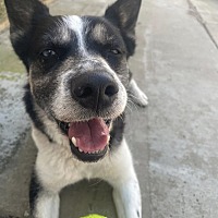adopt a pet