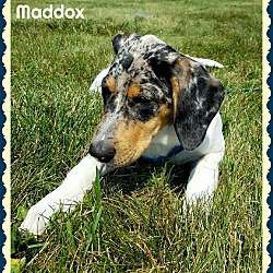 Thumbnail photo of Maddox #4